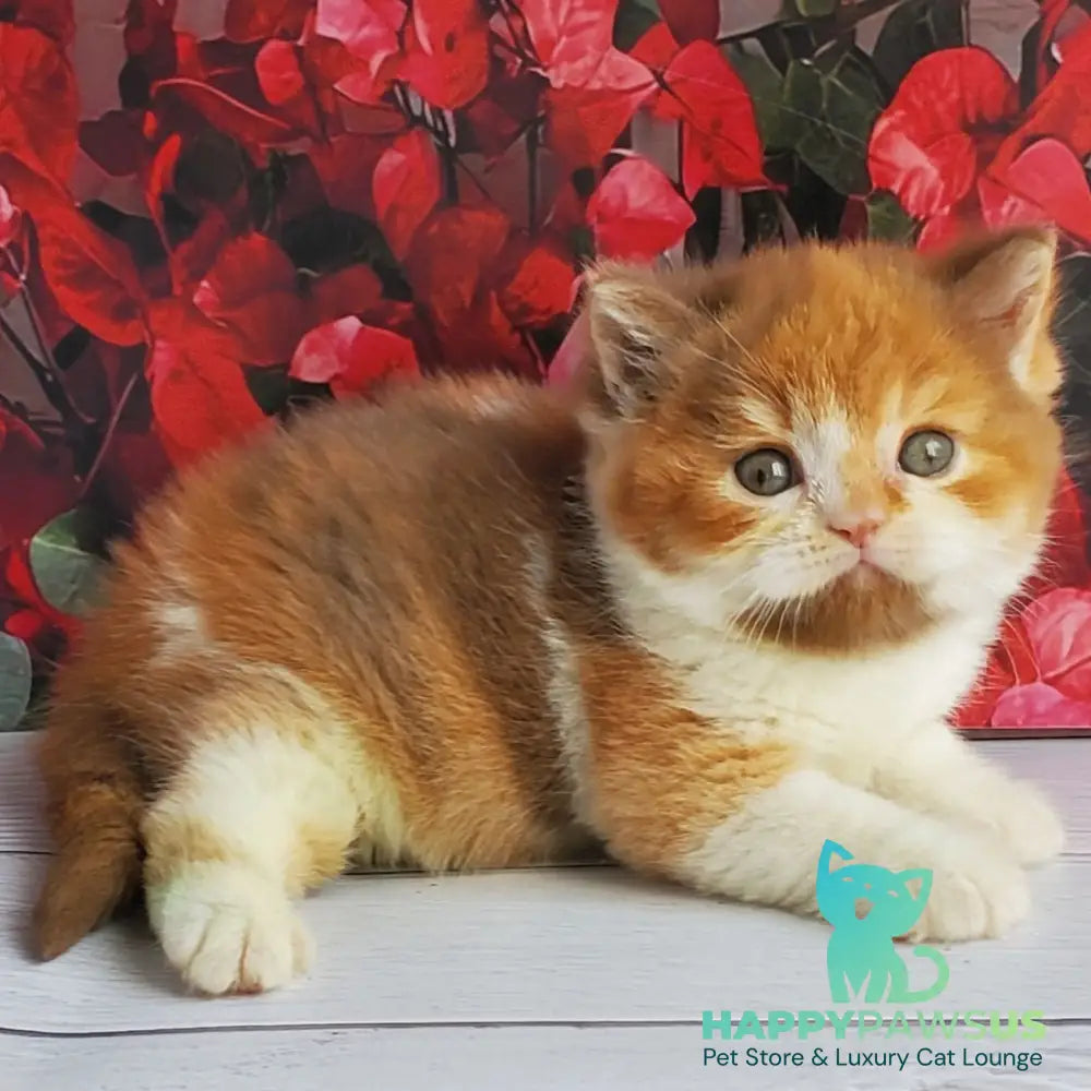 Iriska British Shorthair female cinnamon tortie bicolour - live animals