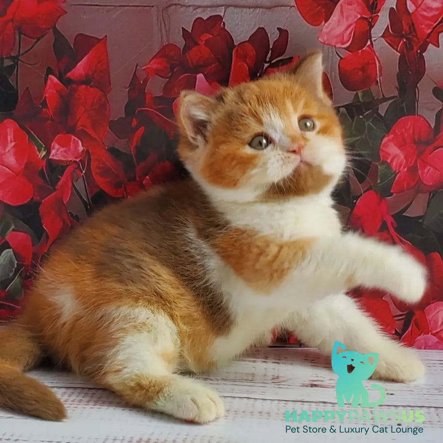 Iriska British Shorthair female cinnamon tortie bicolour - live animals