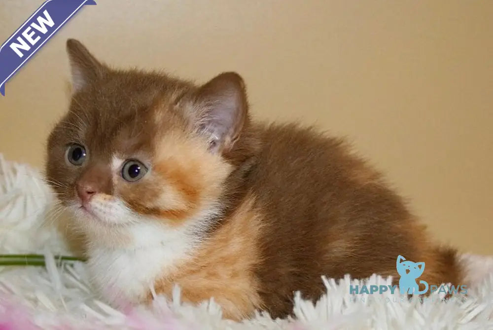 Iriska British Shorthair female cinnamon tortie bicolour live animals