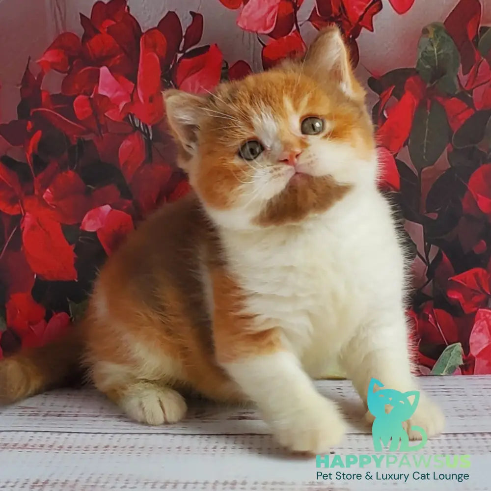 Iriska British Shorthair female cinnamon tortie bicolour - live animals