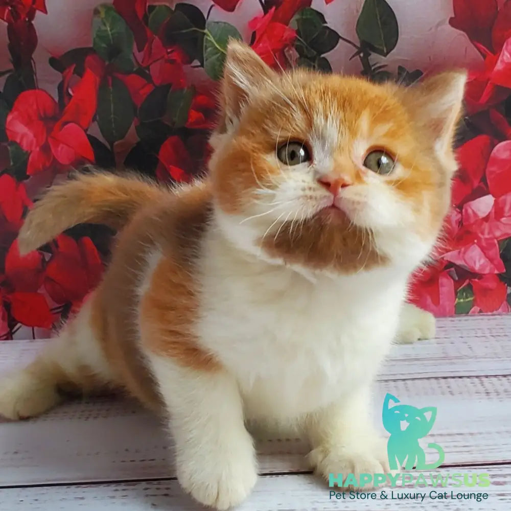 Iriska British Shorthair female cinnamon tortie bicolour - live animals