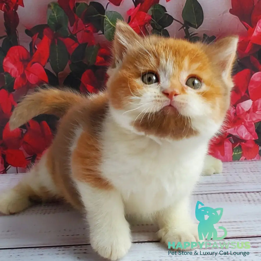 Iriska British Shorthair female cinnamon tortie bicolour - live animals