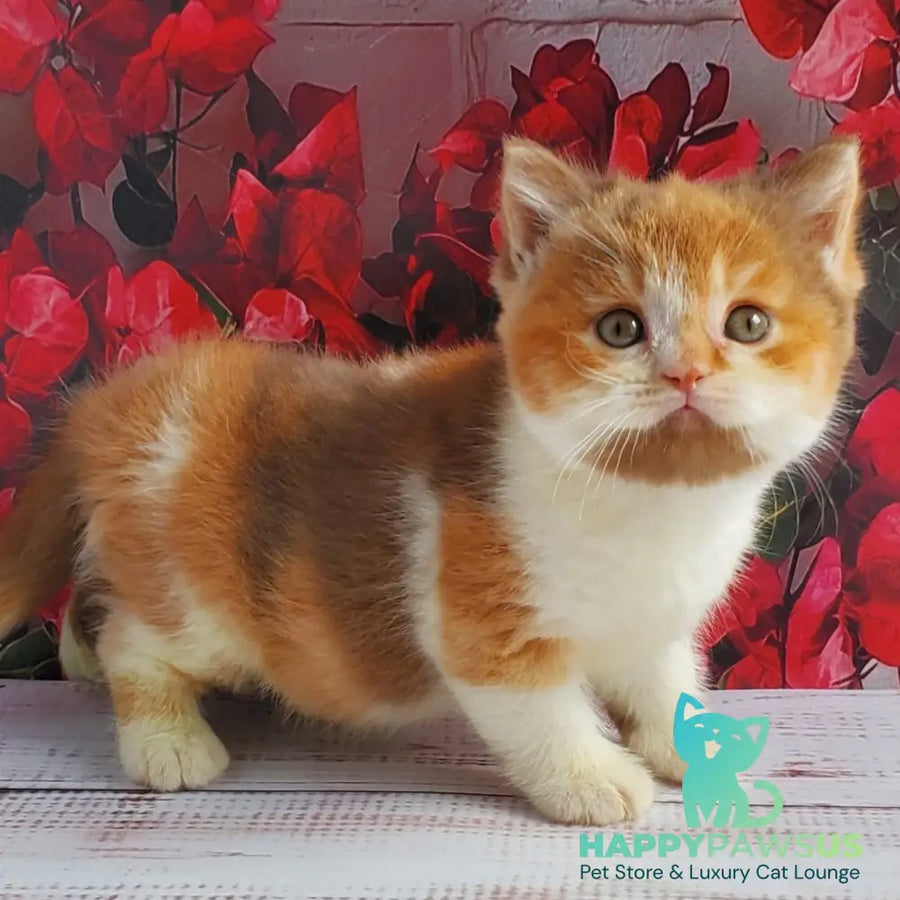Iriska British Shorthair female cinnamon tortie bicolour - live animals