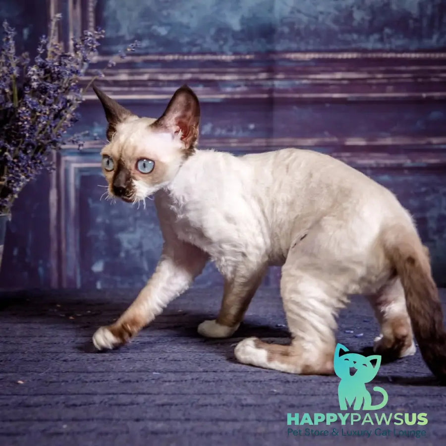 Iriska Devon Rex female chocolate bicolour pointed - live animals