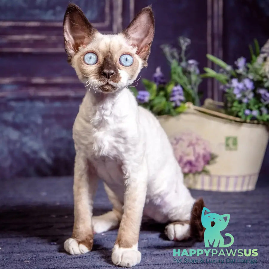 Iriska Devon Rex female chocolate bicolour pointed - live animals