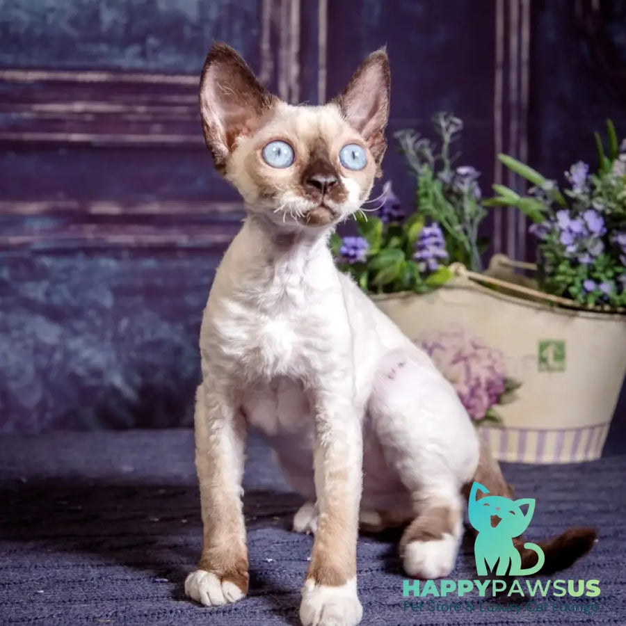 Iriska Devon Rex female chocolate bicolour pointed - live animals