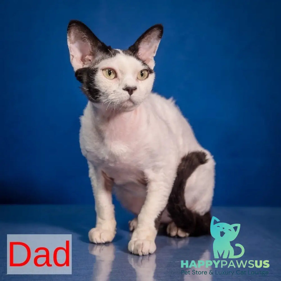 Iriska Devon Rex female chocolate bicolour pointed - live animals
