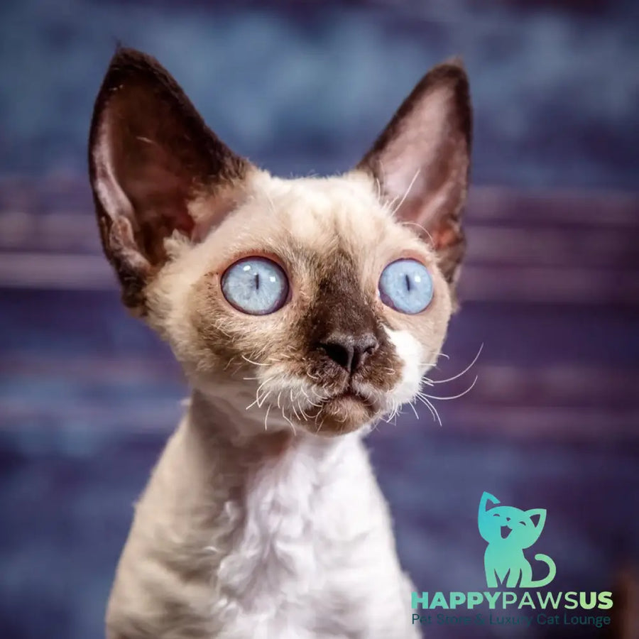 Iriska Devon Rex female chocolate bicolour pointed - live animals