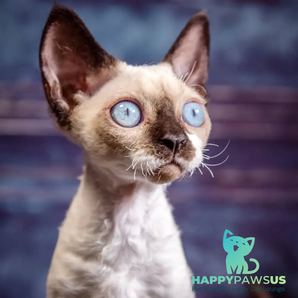 Iriska Devon Rex female chocolate bicolour pointed - live animals