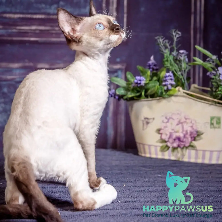 Iriska Devon Rex female chocolate bicolour pointed - live animals