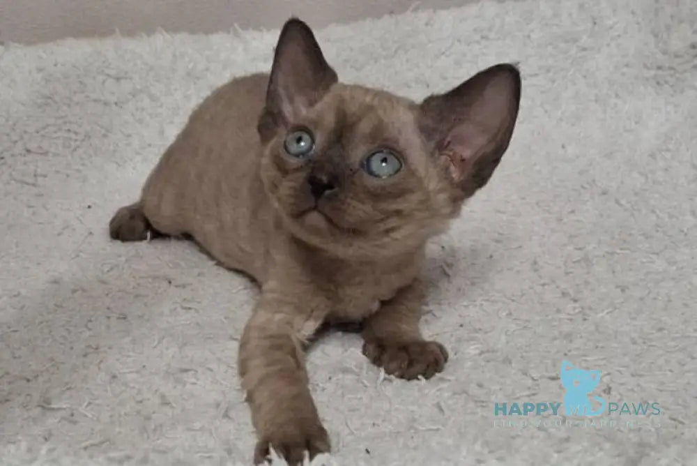 Iriska Devon Rex female chocolate live animals