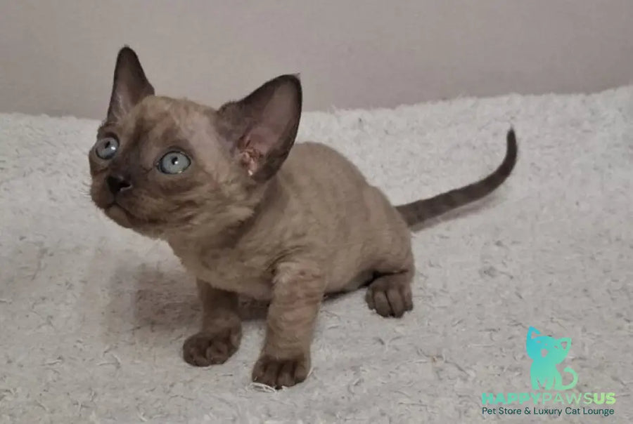 Iriska Devon Rex female chocolate live animals