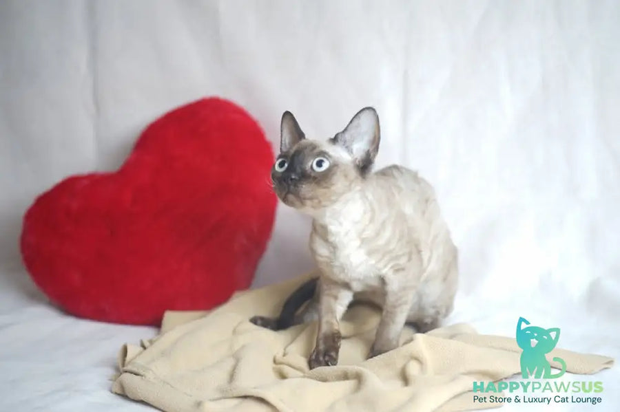 Iriska Devon Rex female chocolate pointed - live animals