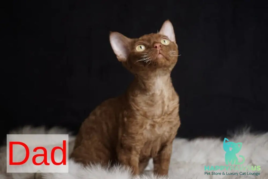 Iriska Devon Rex female chocolate live animals