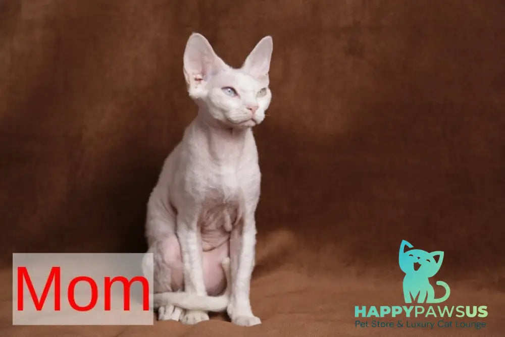 Iriska Devon Rex female chocolate live animals