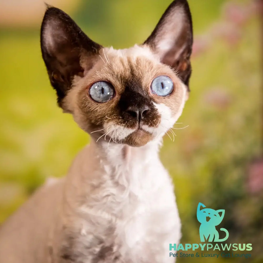 Iriska Devon Rex female chocolate pointed - live animals
