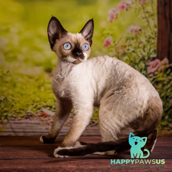 Iriska Devon Rex female chocolate pointed - live animals