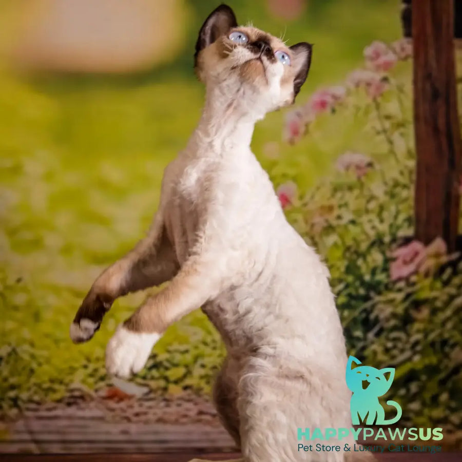 Iriska Devon Rex female chocolate pointed - live animals
