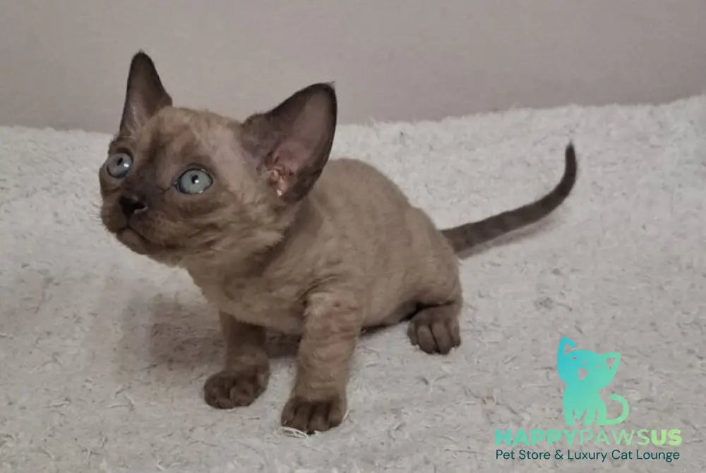 Iriska Devon Rex female chocolate live animals