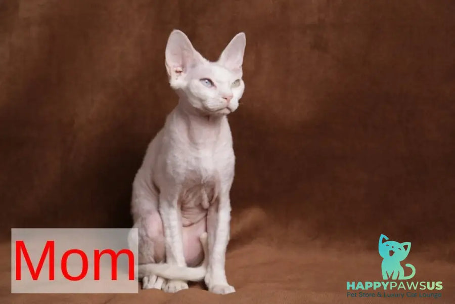 Iriska Devon Rex female chocolate live animals