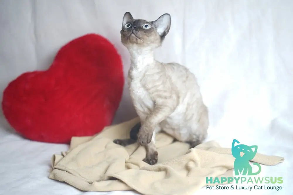Iriska Devon Rex female chocolate pointed - live animals