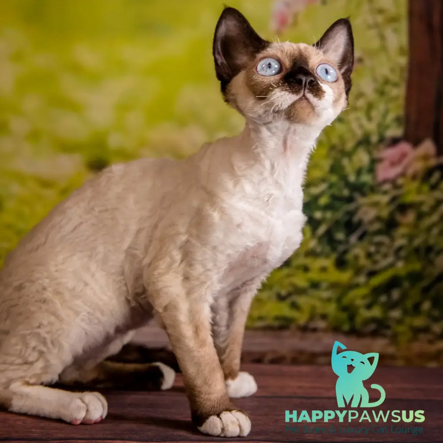 Iriska Devon Rex female chocolate pointed - live animals