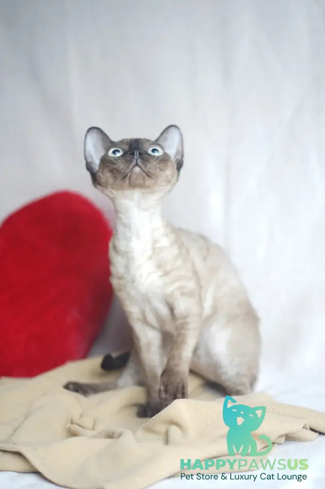 Iriska Devon Rex female chocolate pointed - live animals