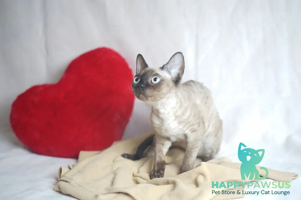 Iriska Devon Rex female chocolate pointed - live animals