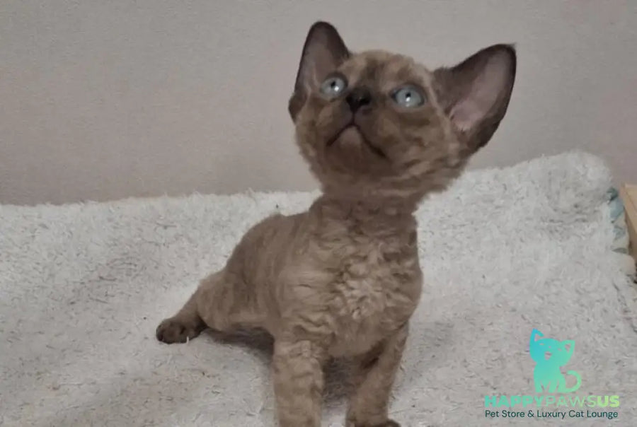 Iriska Devon Rex female chocolate live animals