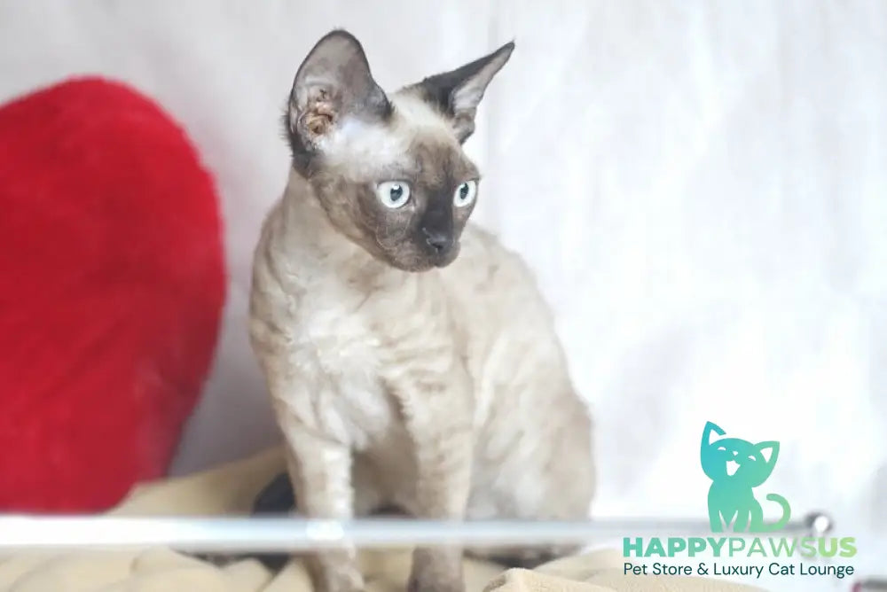 Iriska Devon Rex female chocolate pointed - live animals