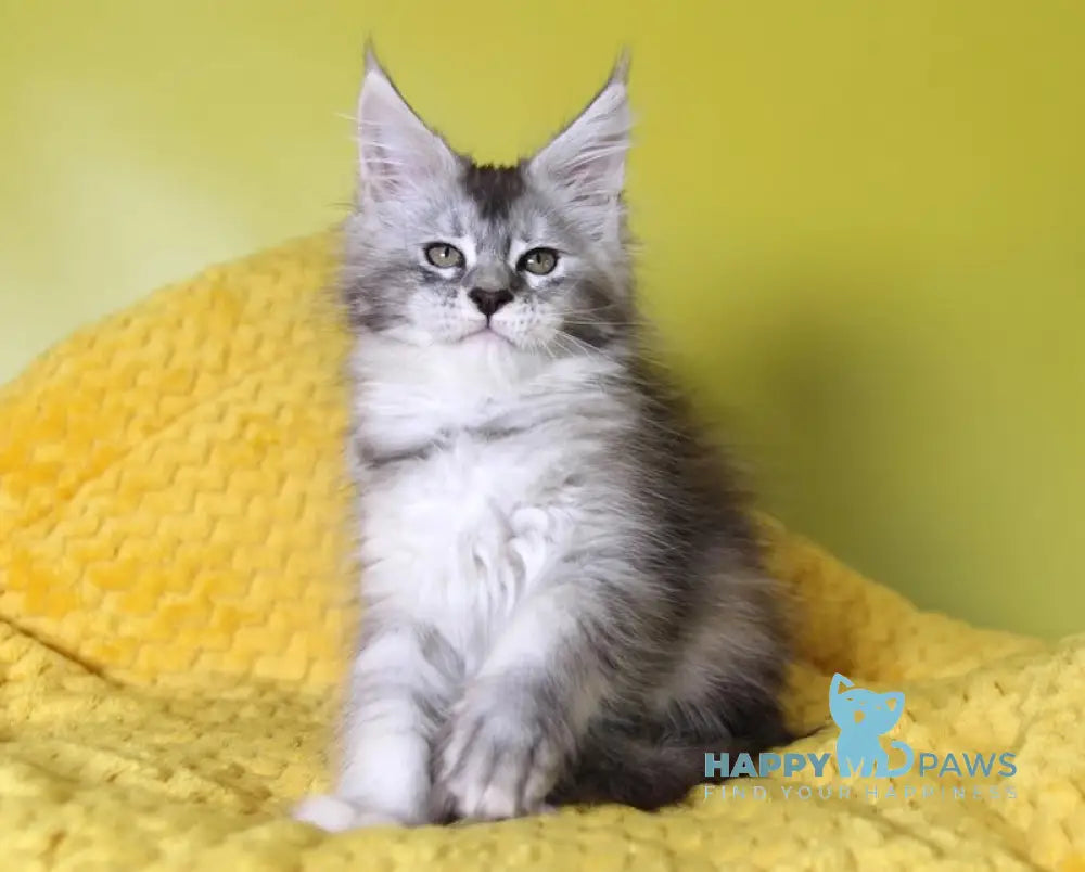 Iriska Maine Coon female black tortie silver ticked tabby live animals