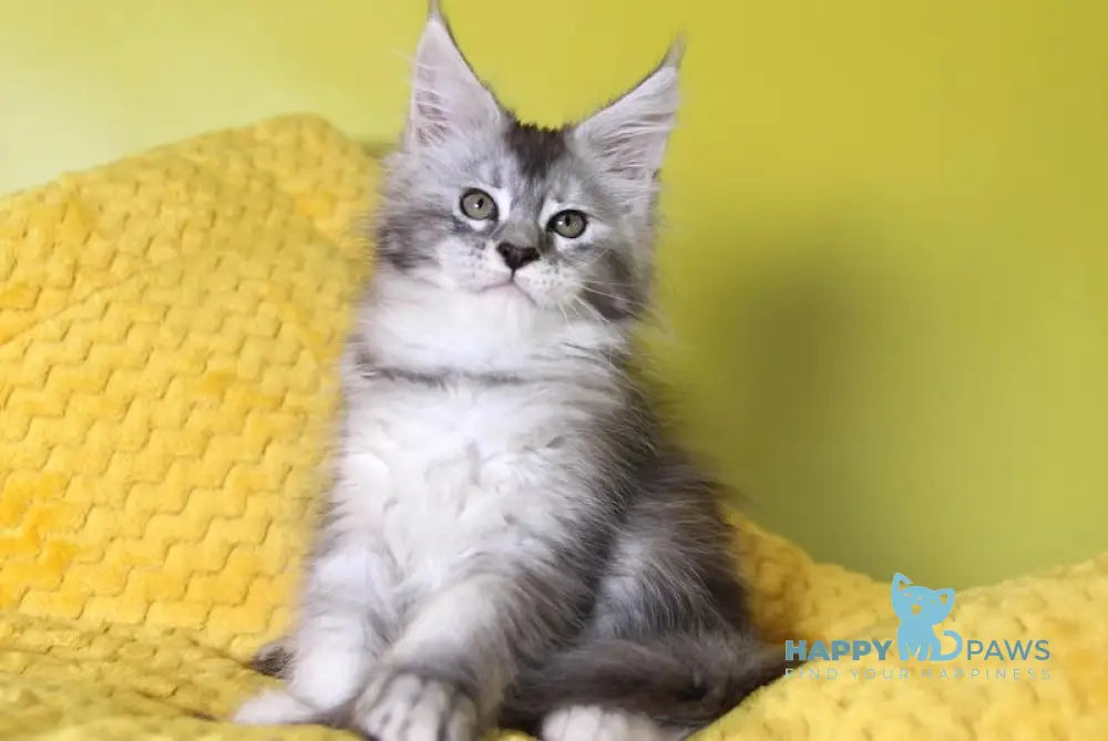 Iriska Maine Coon female black tortie silver ticked tabby live animals