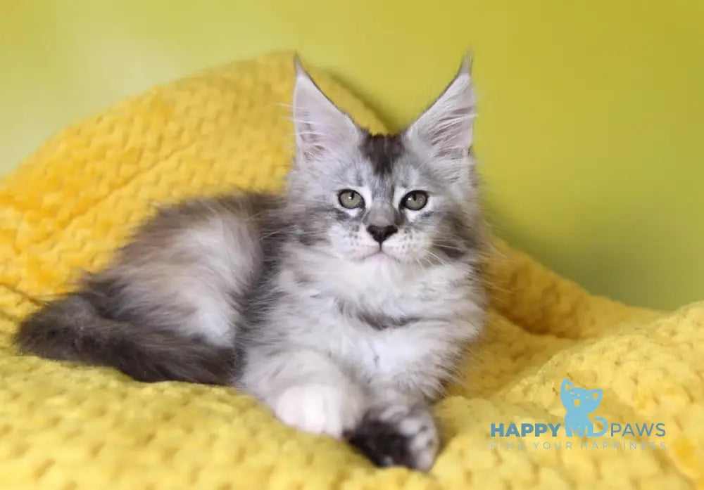 Iriska Maine Coon female black tortie silver ticked tabby live animals