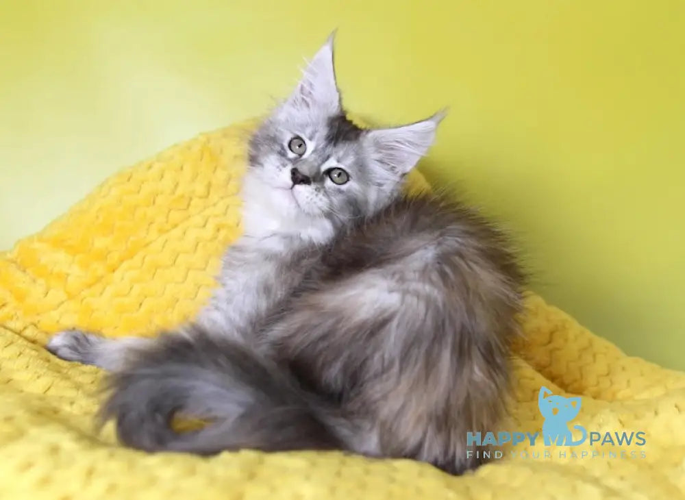 Iriska Maine Coon female black tortie silver ticked tabby live animals