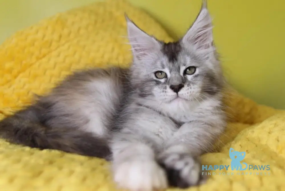 Iriska Maine Coon female black tortie silver ticked tabby live animals