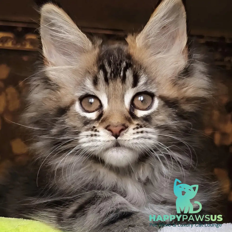 Iriska Maine Coon female black tortie tabby - live animals