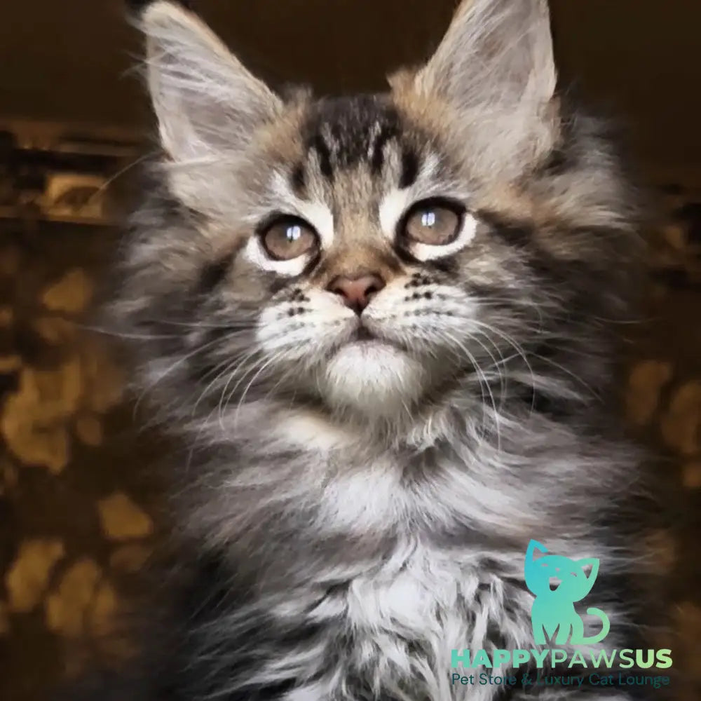 Iriska Maine Coon female black tortie tabby - live animals