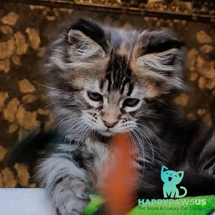 Iriska Maine Coon female black tortie tabby - live animals