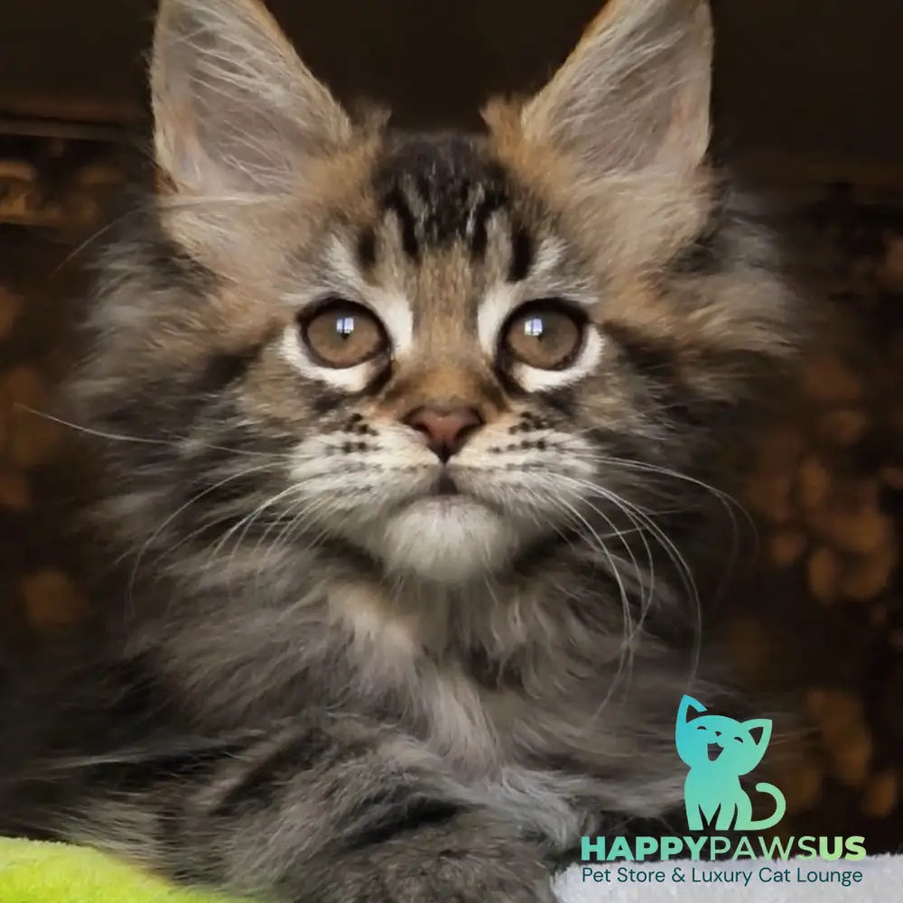 Iriska Maine Coon female black tortie tabby - live animals