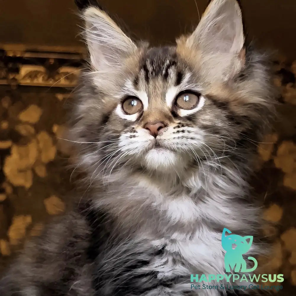 Iriska Maine Coon female black tortie tabby - live animals