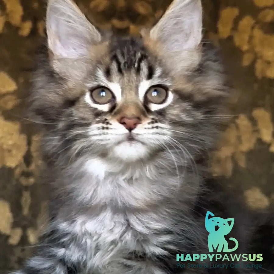 Iriska Maine Coon female black tortie tabby - live animals