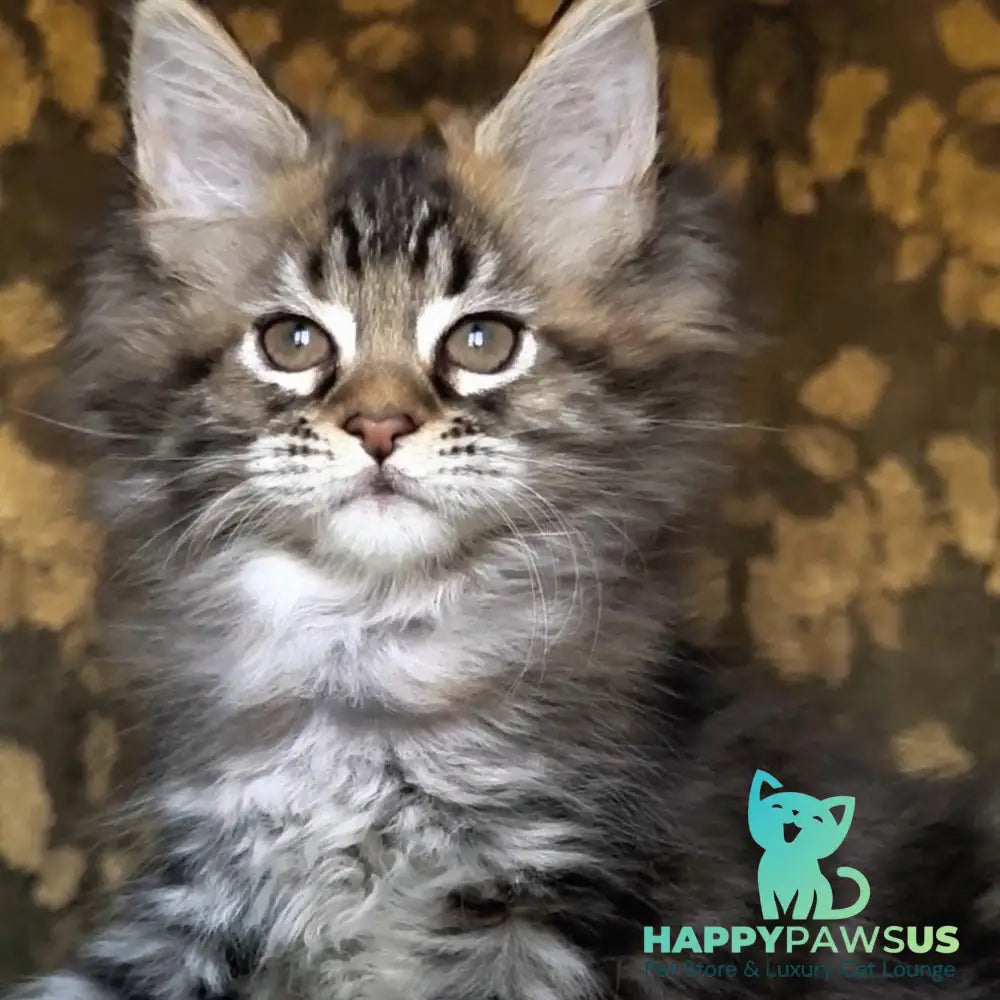 Iriska Maine Coon female black tortie tabby - live animals