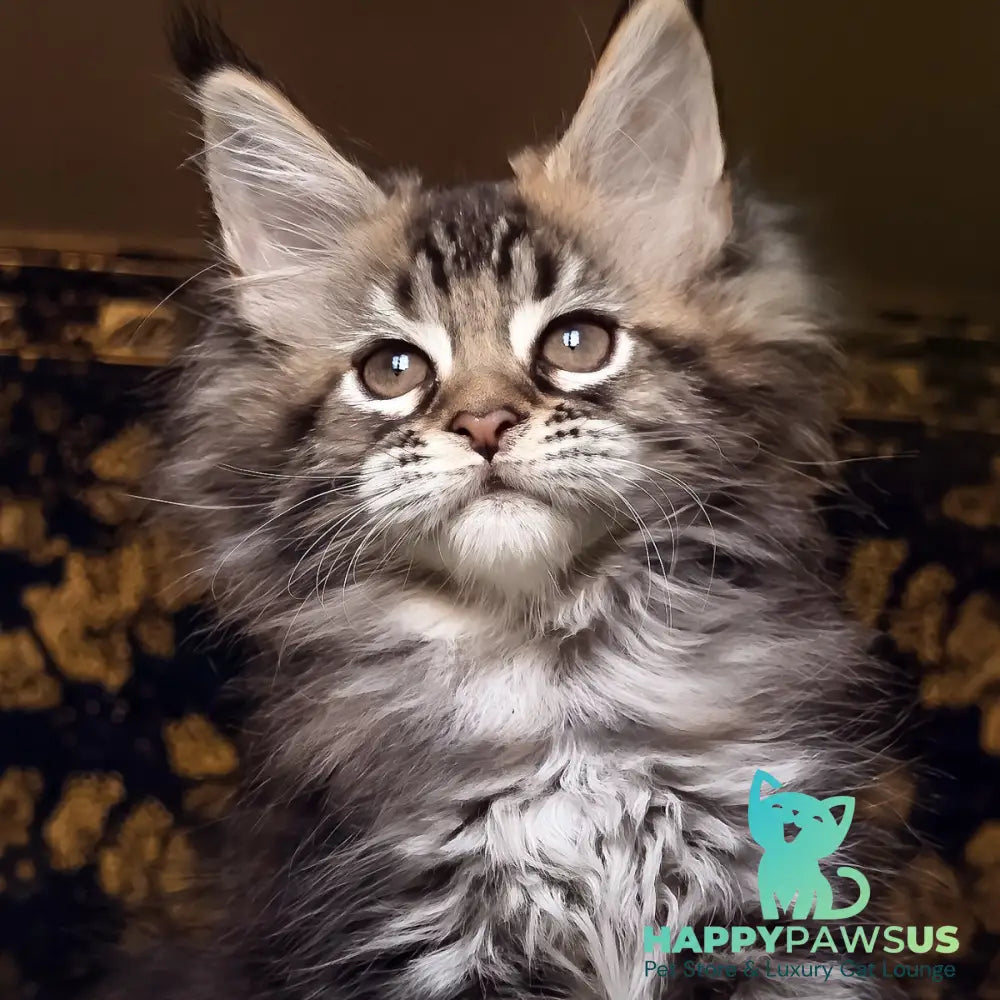 Iriska Maine Coon female black tortie tabby - live animals