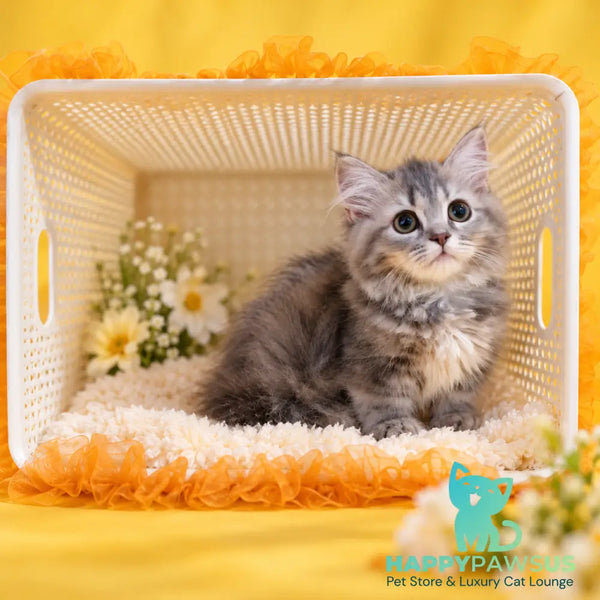 Iriska Munchkin female blue tortie - live animals