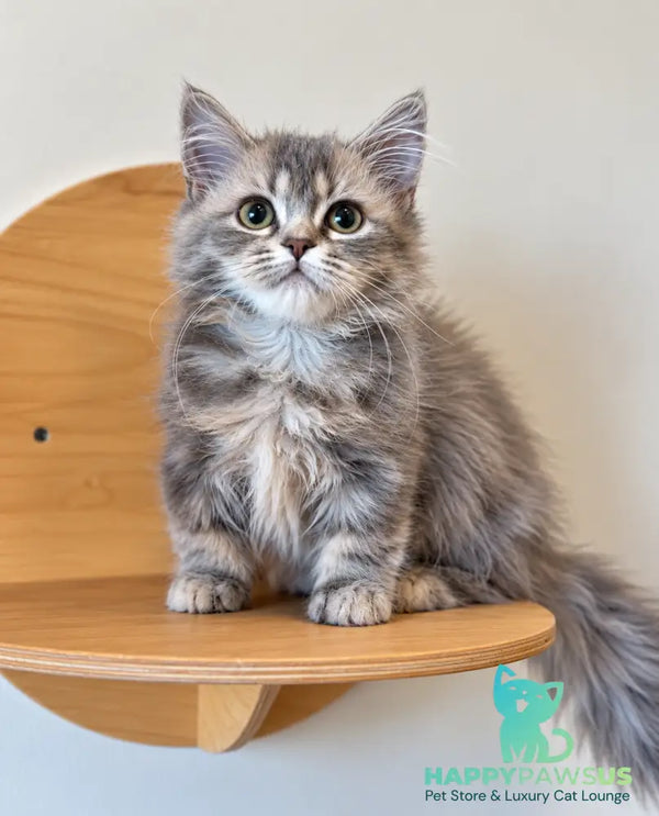 Iriska Munchkin female blue tortie - live animals