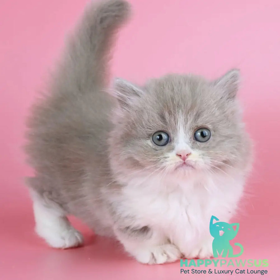 Iriska Munchkin female lilac tortie bicolour - live animals