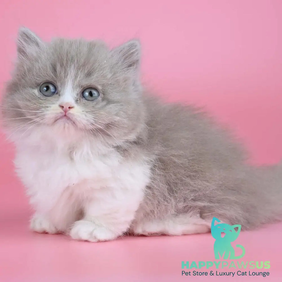 Iriska Munchkin female lilac tortie bicolour - live animals