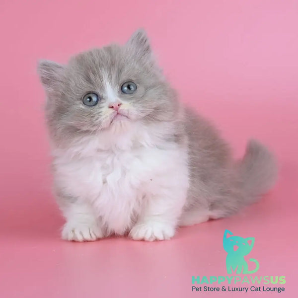 Iriska Munchkin female lilac tortie bicolour - live animals