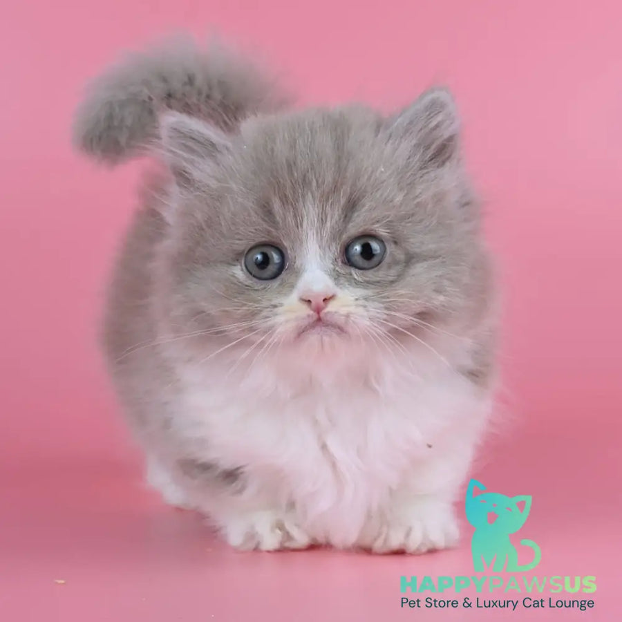 Iriska Munchkin female lilac tortie bicolour - live animals