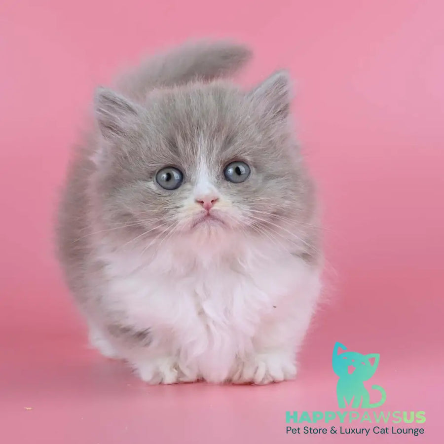 Iriska Munchkin female lilac tortie bicolour - live animals